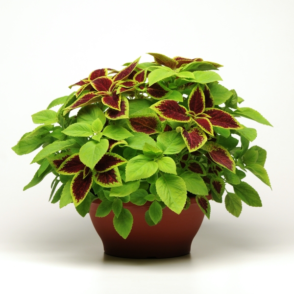 Coleus Fusables Under the Sun 10 multipeliet